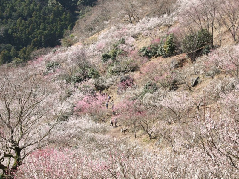  湯河原梅林