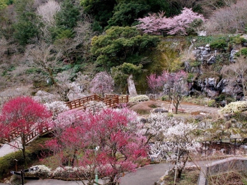  熱海梅園