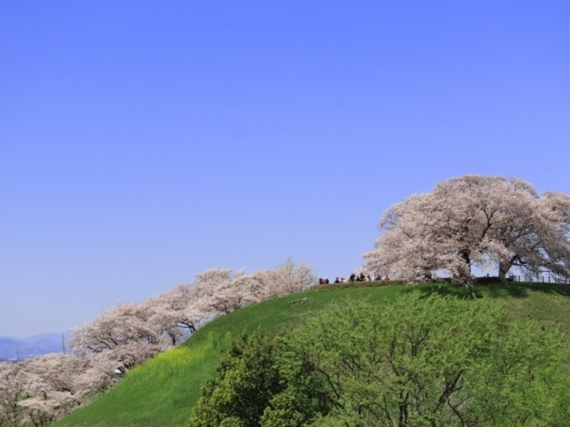  さきたま古墳群