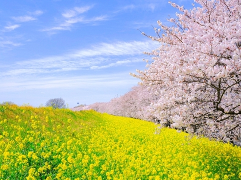 桜／イメージ