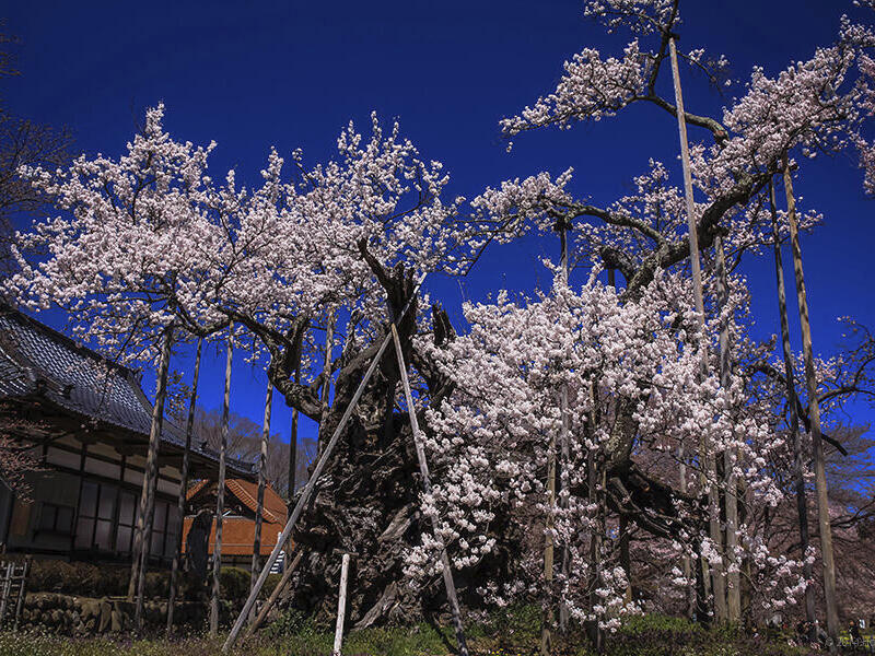  神代桜