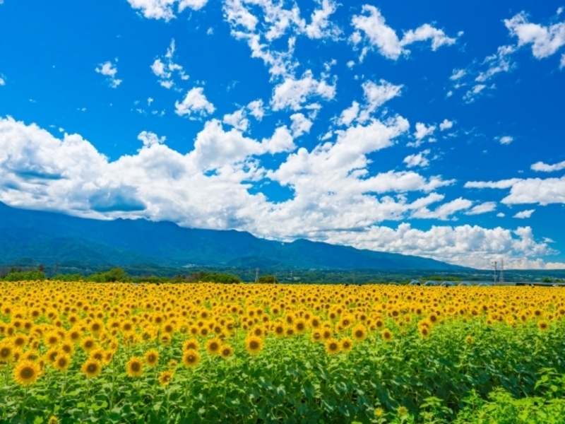 明野