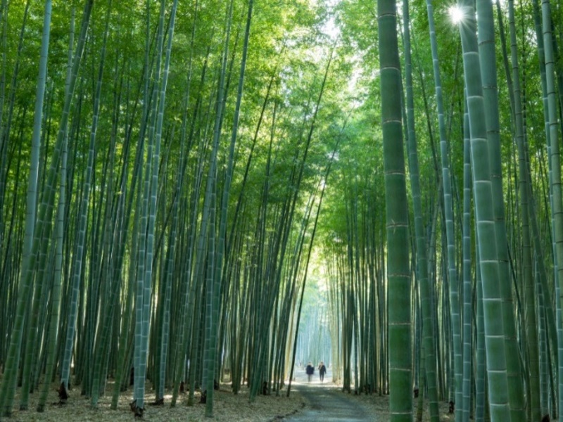  竹林