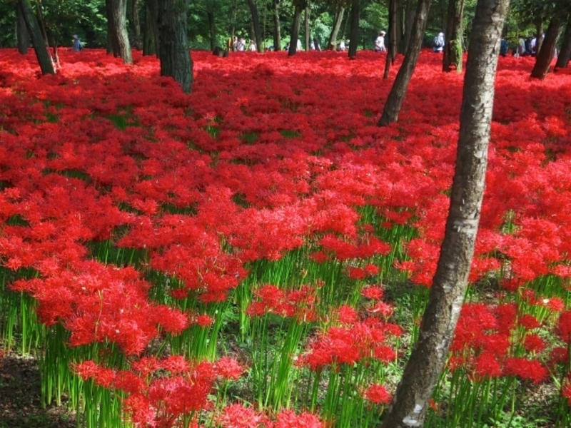  巾着田
