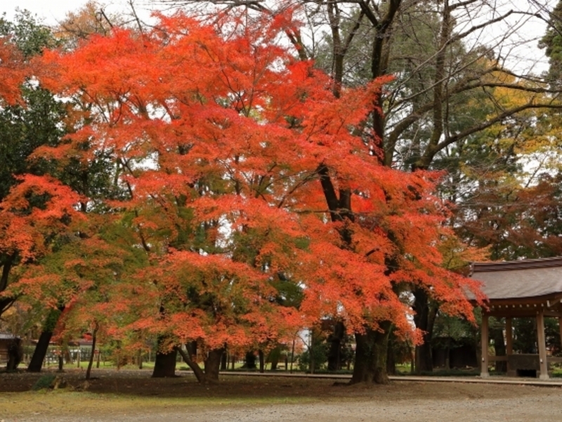 平林寺