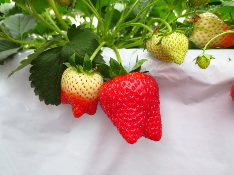  ロイヤルクイーン