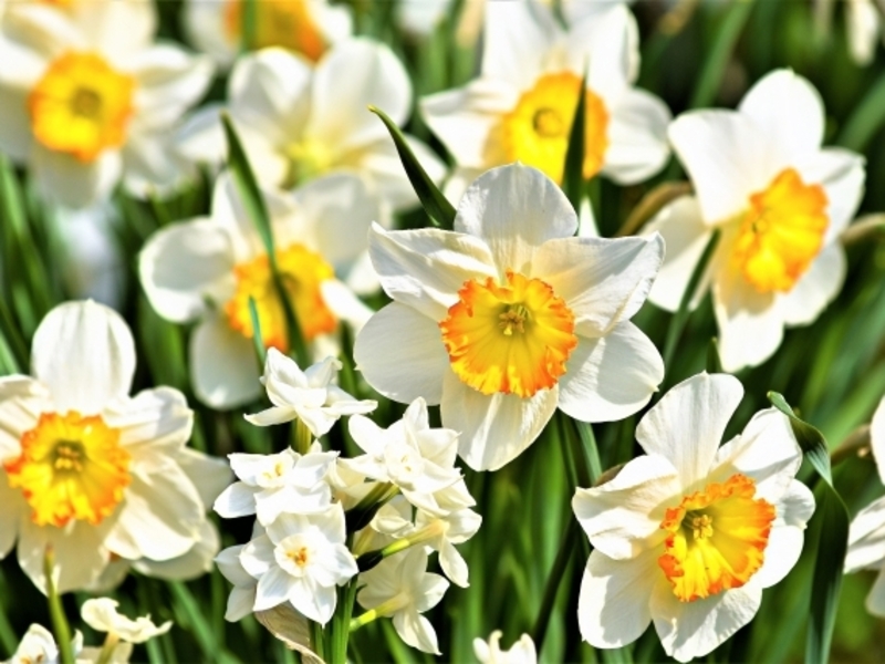 水仙／イメージ