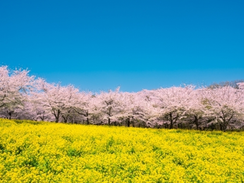  赤城南面千本桜