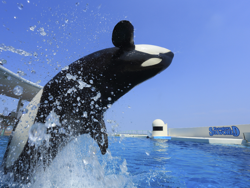 シャチ/イメージ