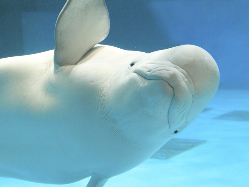 鴨川シーワールド