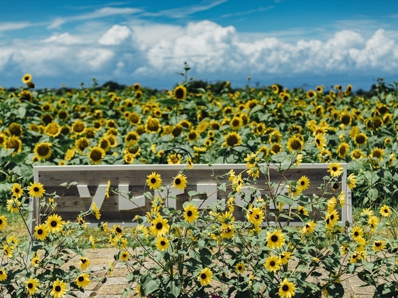 ひまわり／イメージ