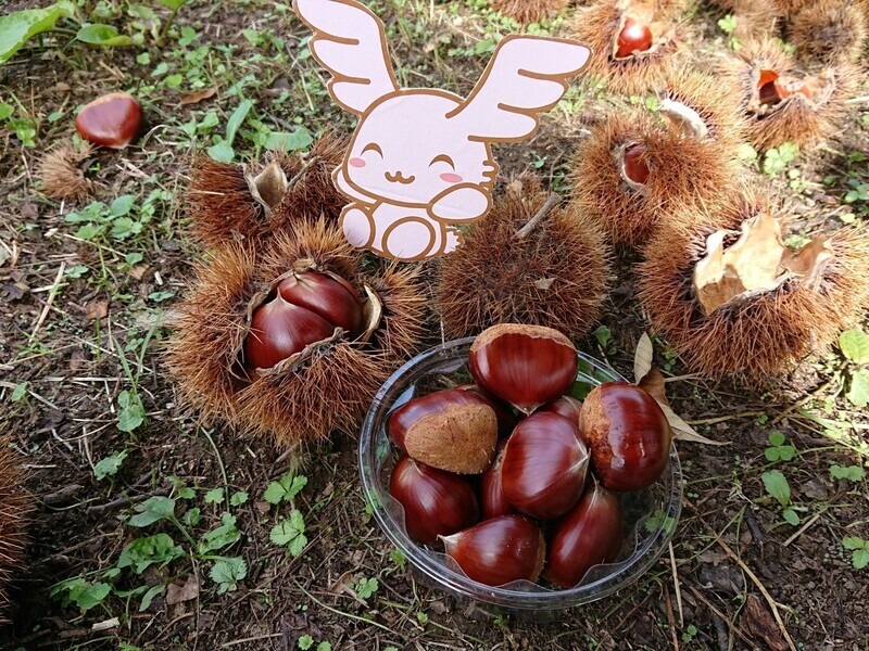 栗拾い