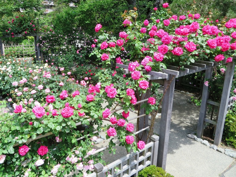 花菜ガーデン