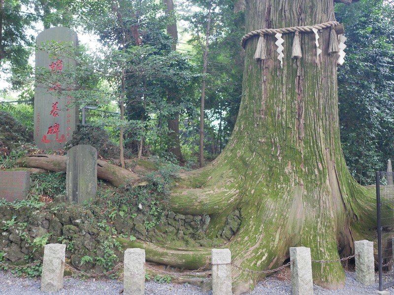たこ杉